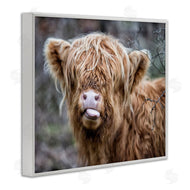 James Dobson | Baby Cattle Licking Lips
