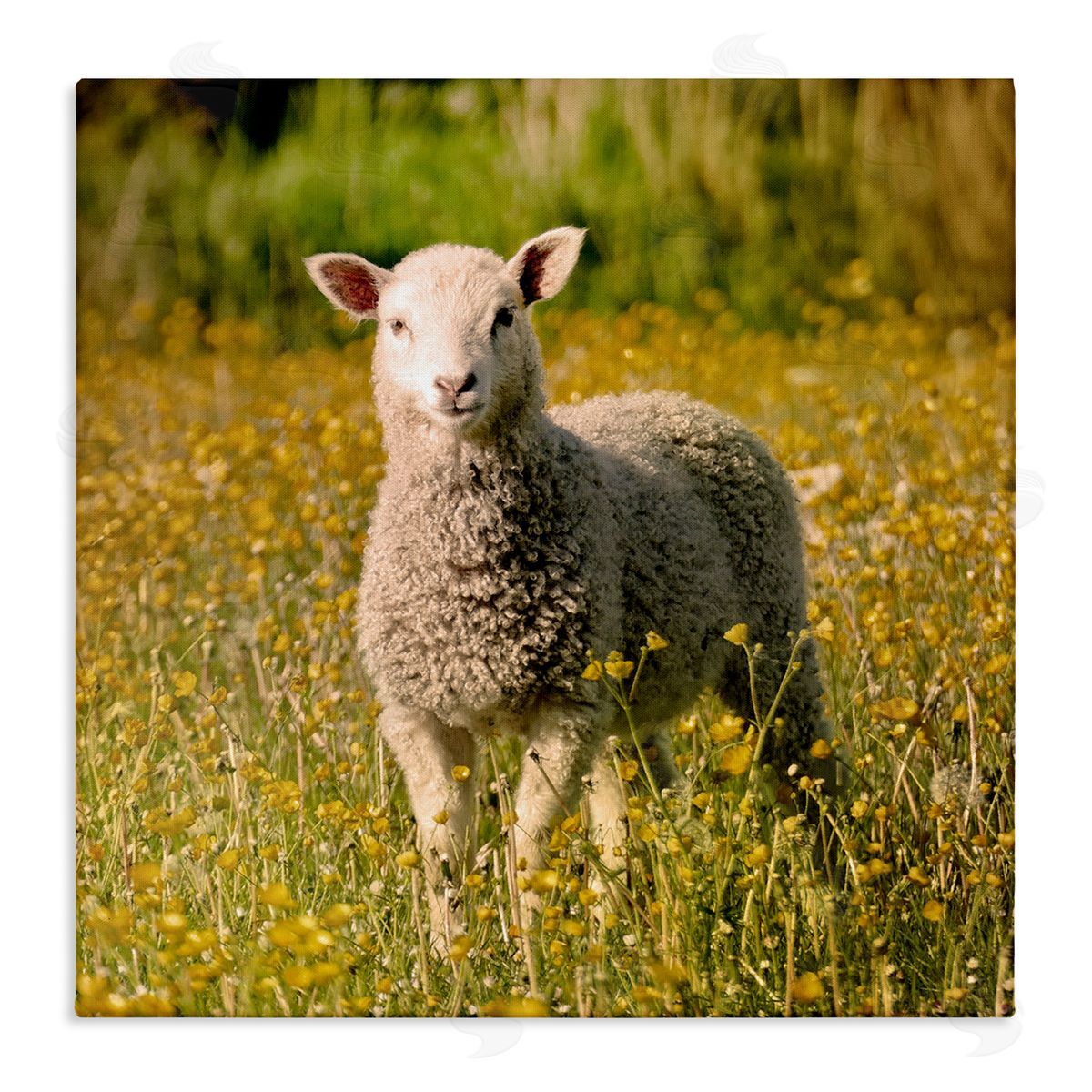 Stupell Studio Alert Baby Lamb Gazing Yellow Wild Flower Blossoms Stretched Canvas Wall Art Print