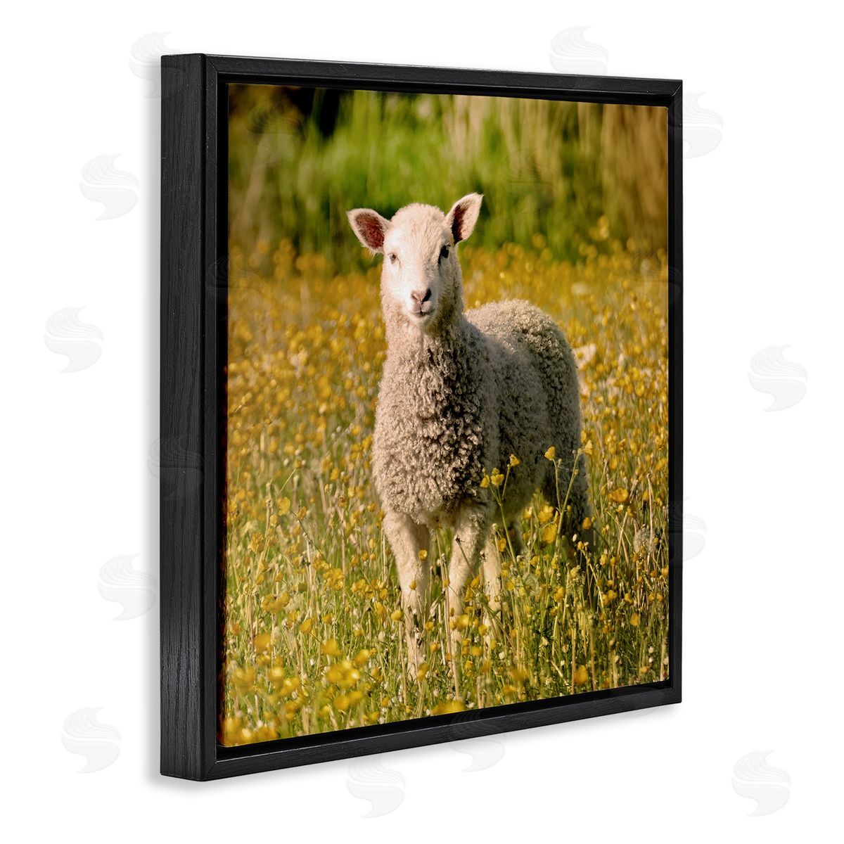 Stupell Studio Alert Baby Lamb Gazing Yellow Wild Flower Blossoms Black Floating Frame Canvas Wall Art Print