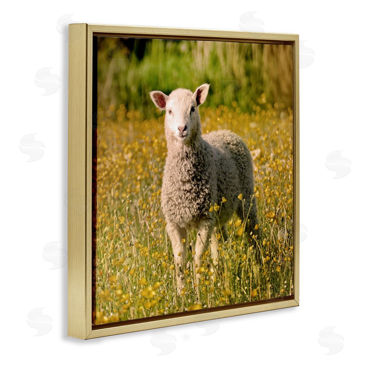 Stupell Studio Alert Baby Lamb Gazing Yellow Wild Flower Blossoms Gold Floating Frame Canvas Wall Art Print