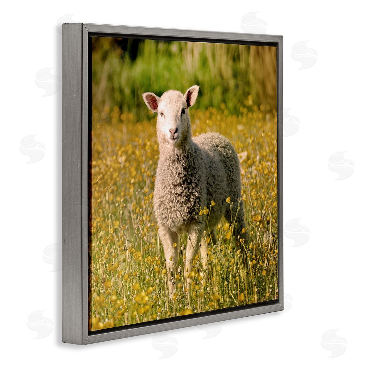 Stupell Studio Alert Baby Lamb Gazing Yellow Wild Flower Blossoms Gray Floating Frame Canvas Wall Art Print