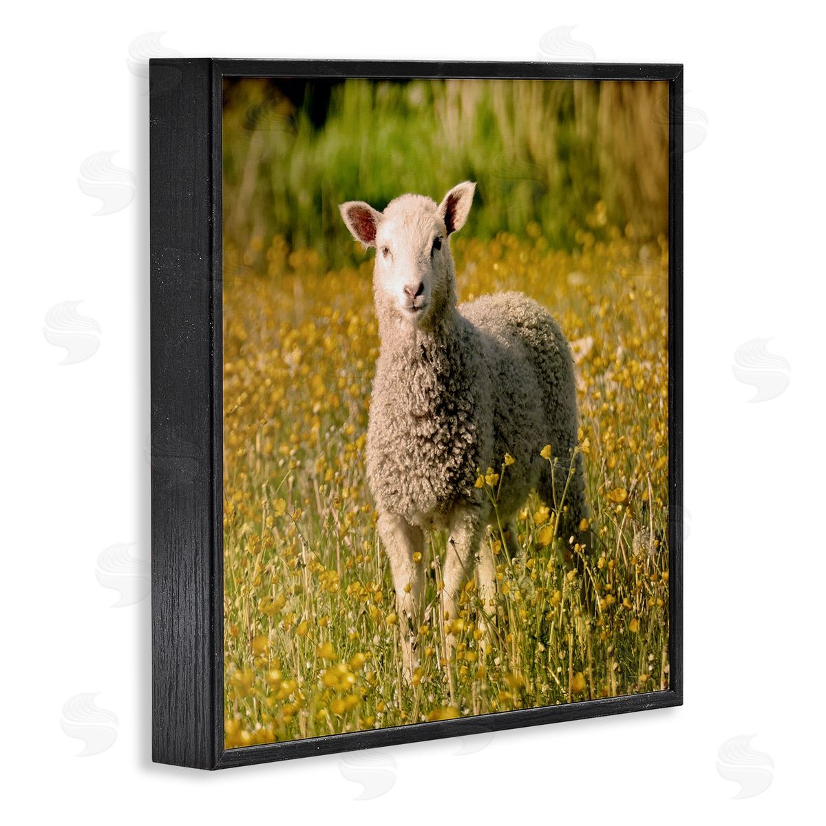 Stupell Studio Alert Baby Lamb Gazing Yellow Wild Flower Blossoms Black Framed Glicee Wall Art Print