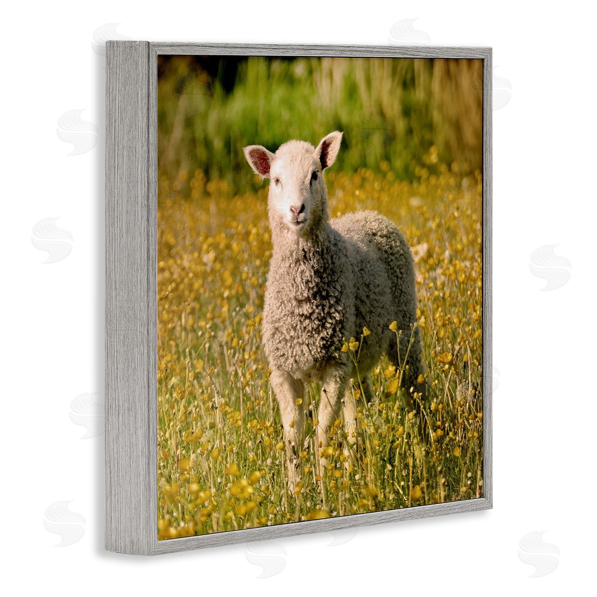 Stupell Studio Alert Baby Lamb Gazing Yellow Wild Flower Blossoms Gray Framed Glicee Wall Art Print