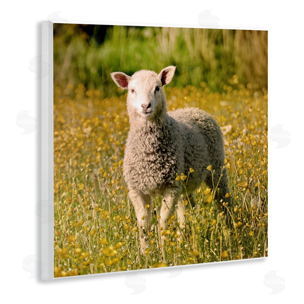 Stupell Studio Alert Baby Lamb Gazing Yellow Wild Flower Blossoms Wooden Wall Plaque Art Print