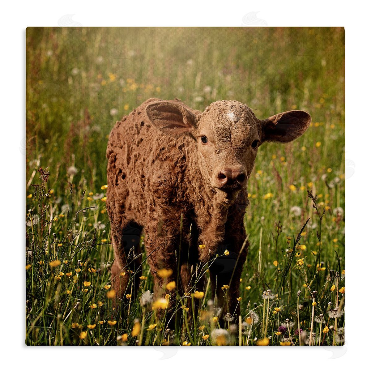 Stupell Studio Baby Calf Cow Among Flower Blossom Meadow Stretched Canvas Wall Art Print