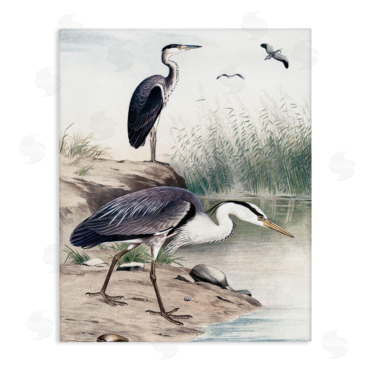 Piddix Heron Birds on Lake Shore Pampas Grass Nature Stretched Canvas Wall Art Print