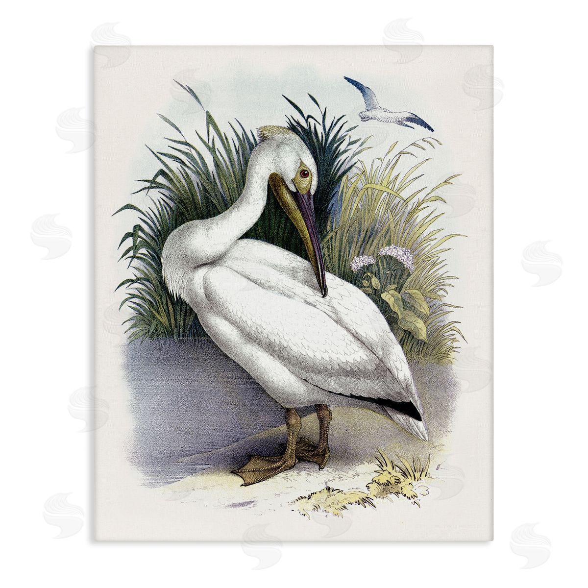 Piddix White Pelican Bird Preening Grassy Riverbank Shore  Stretched Canvas Wall Art Print