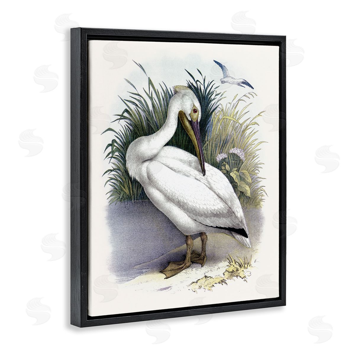 Piddix White Pelican Bird Preening Grassy Riverbank Shore  Black Floating Frame Canvas Wall Art Print