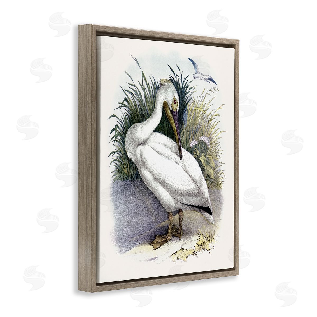 Piddix White Pelican Bird Preening Grassy Riverbank Shore  Brown Floating Frame Canvas Wall Art Print