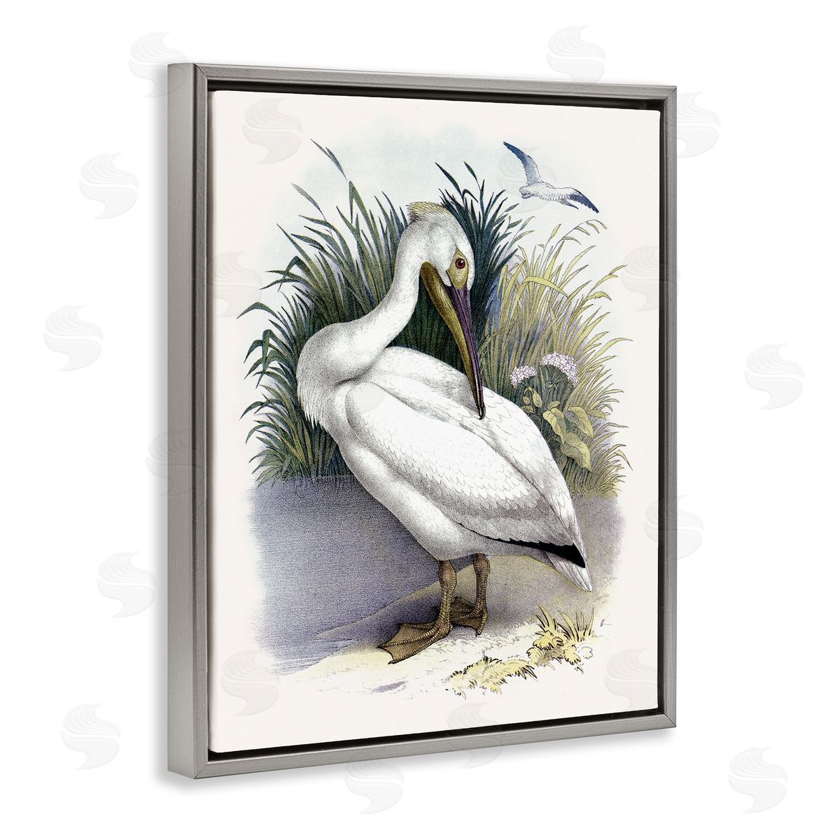 Piddix White Pelican Bird Preening Grassy Riverbank Shore  Gray Floating Frame Canvas Wall Art Print