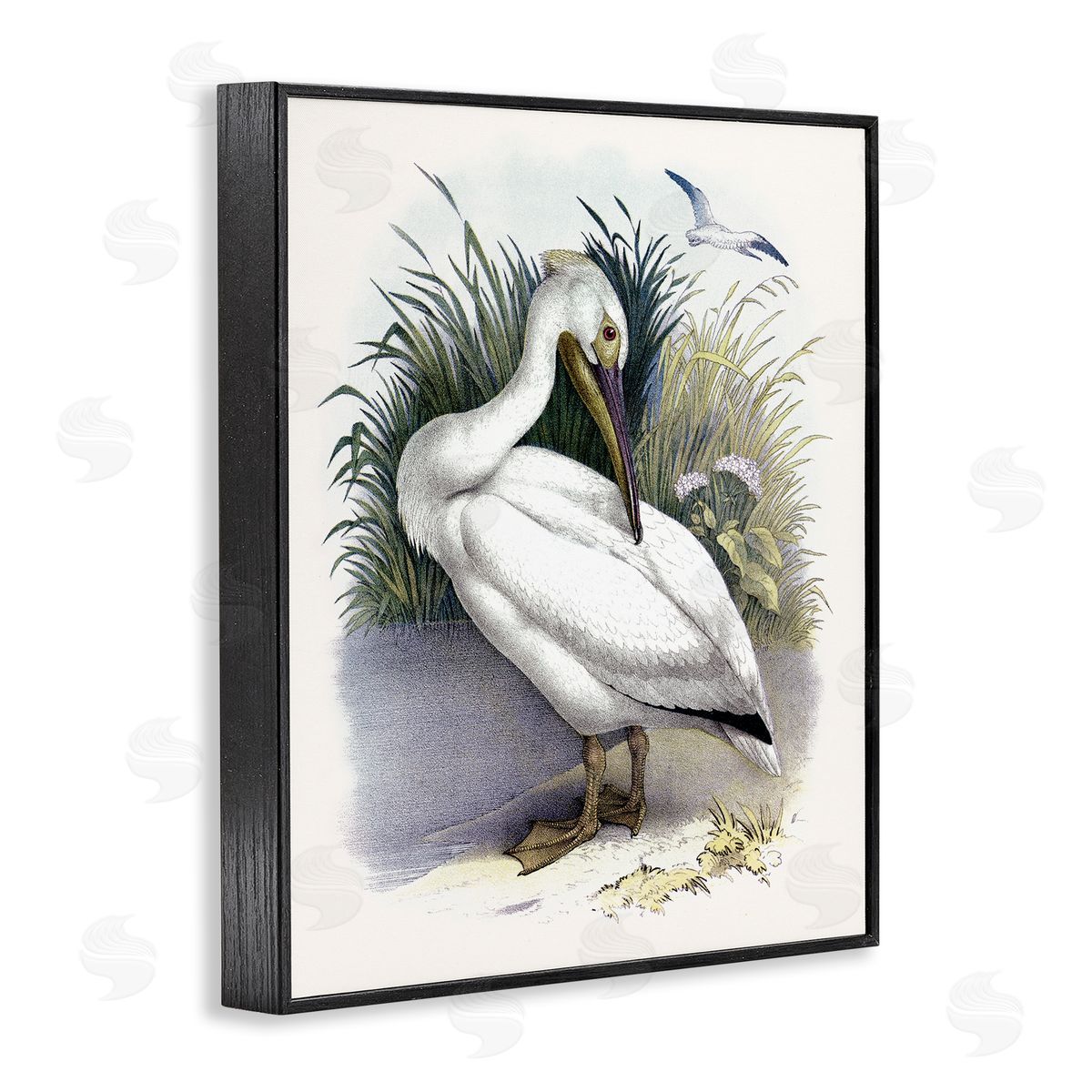 Piddix White Pelican Bird Preening Grassy Riverbank Shore  Black Framed Giclee Wall Art Print