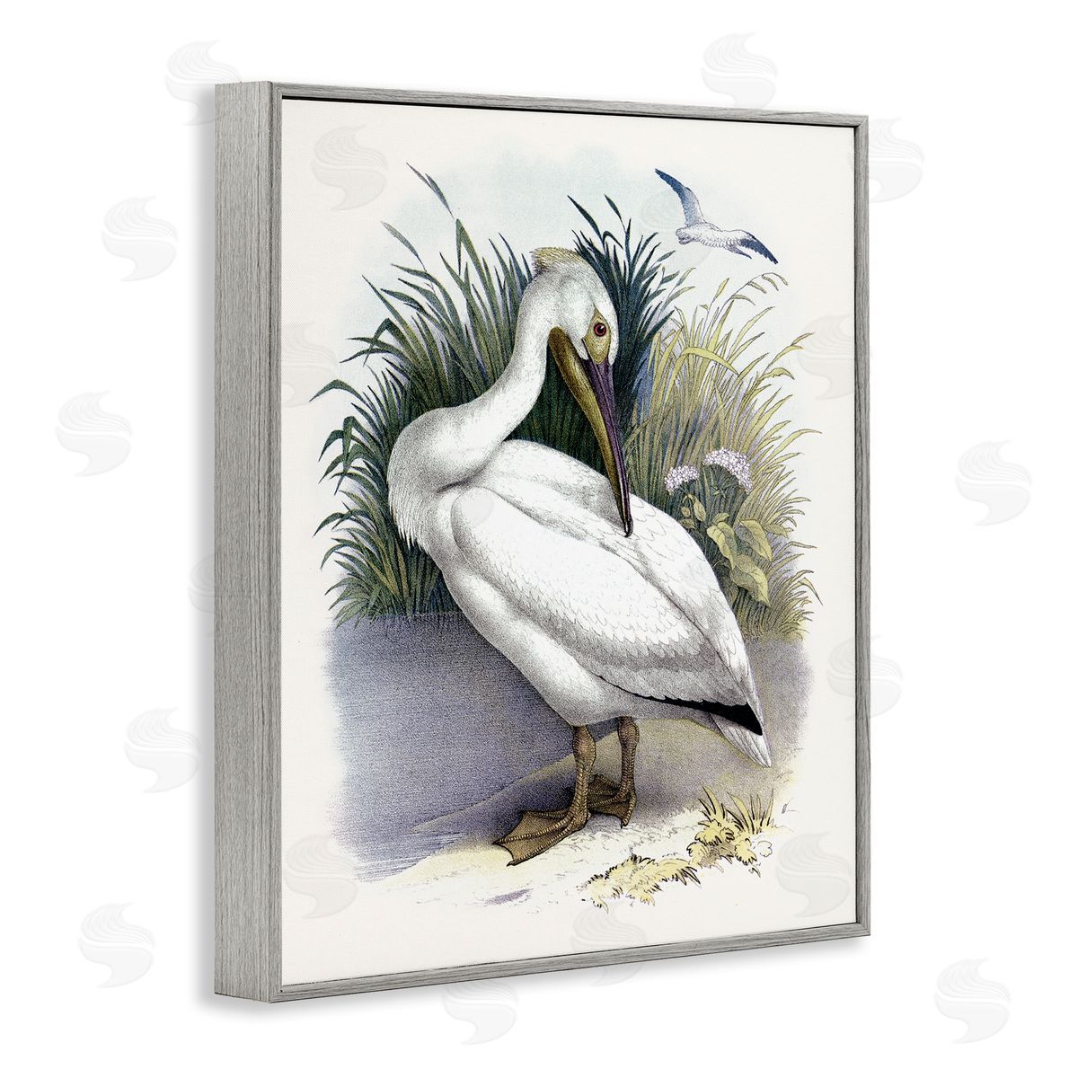 Piddix White Pelican Bird Preening Grassy Riverbank Shore  Gray Framed Giclee Wall Art Print