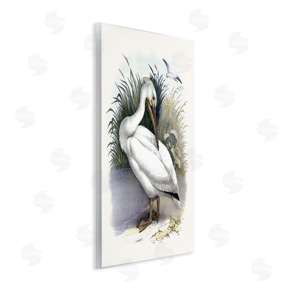 Piddix White Pelican Bird Preening Grassy Riverbank Shore  Wall Plaque Art Print