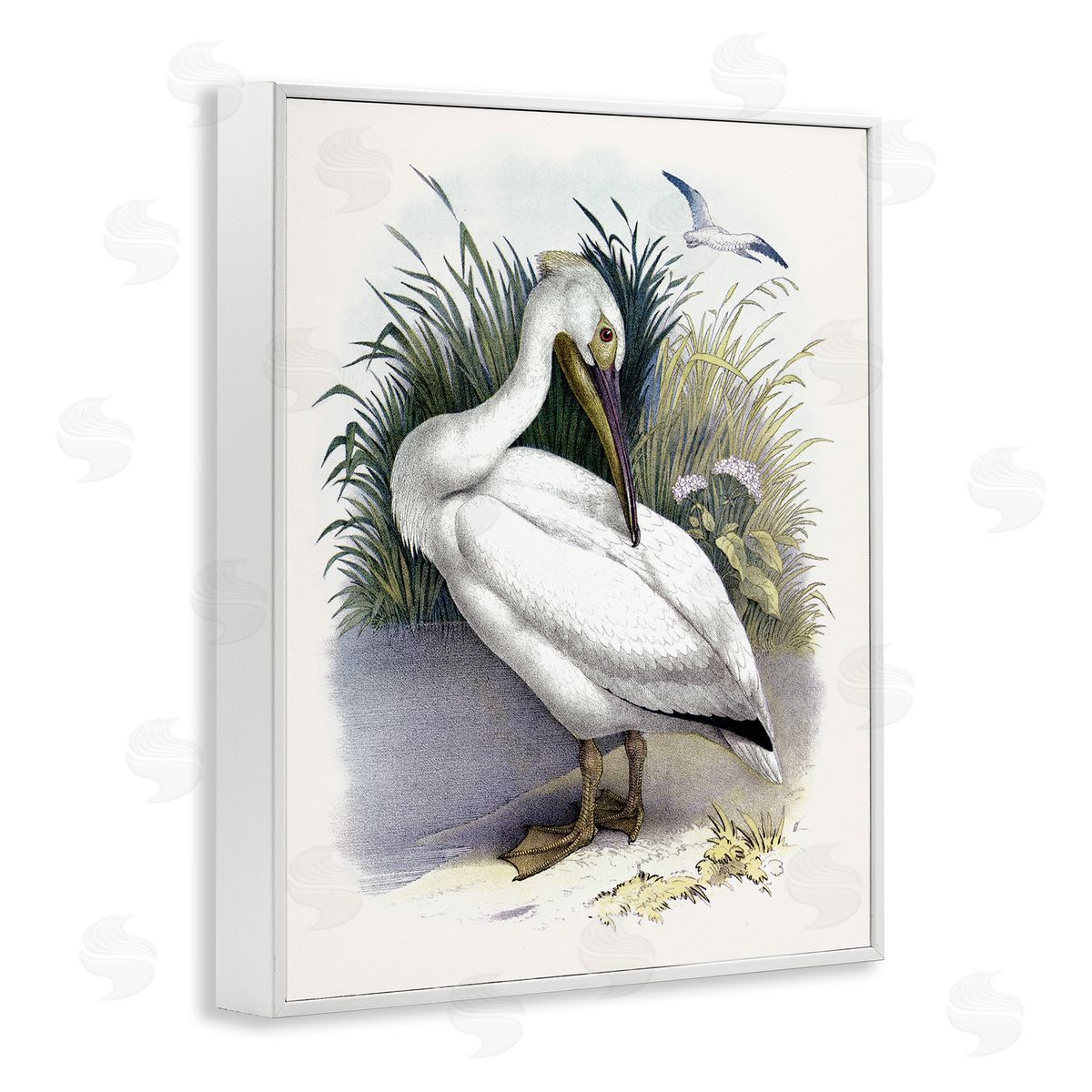 Piddix White Pelican Bird Preening Grassy Riverbank Shore  White Framed Giclee Wall Art Print