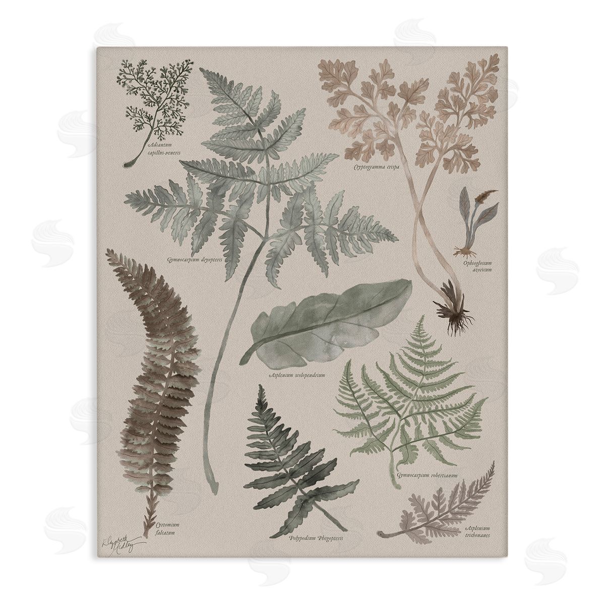 Elizabeth Medley Various Botanical Leaves Latin Study Informative Page Stretched Canvas Wall Art Print