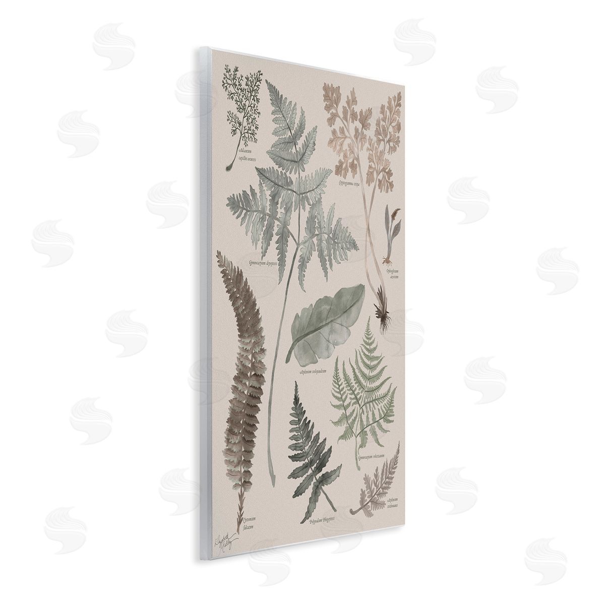 Elizabeth Medley Various Botanical Leaves Latin Study Informative Page Wall Plaque Art Print