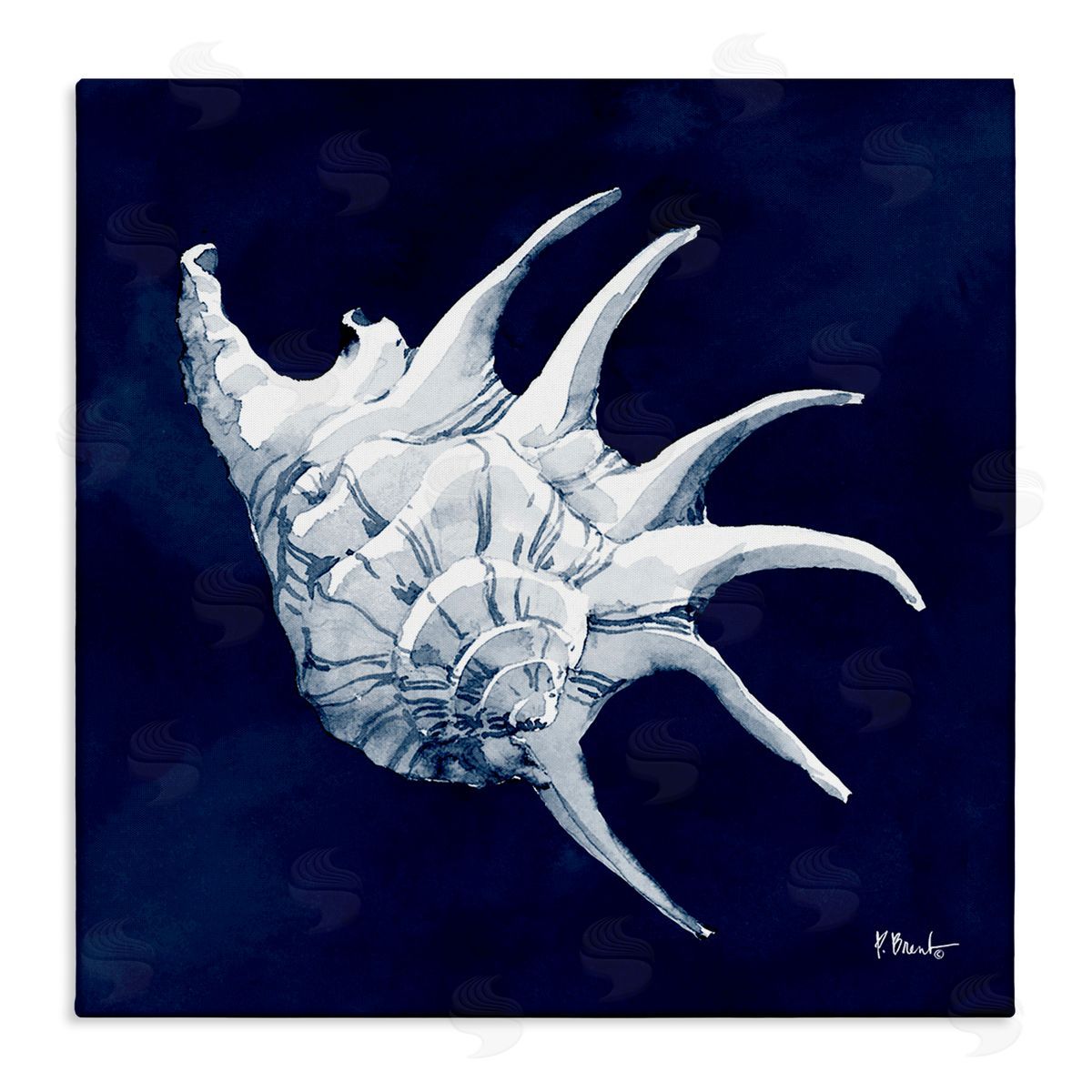 Paul Brent Cyanotype Shells Traditional Conch Stretched Canvas Wall Art Print
