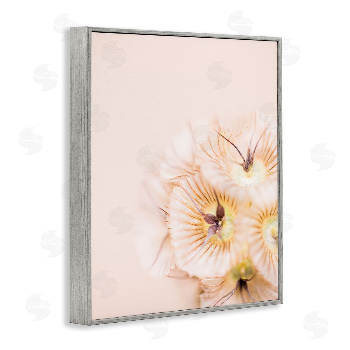 Renee W. Stramel Close Up Pink Flower Anther 