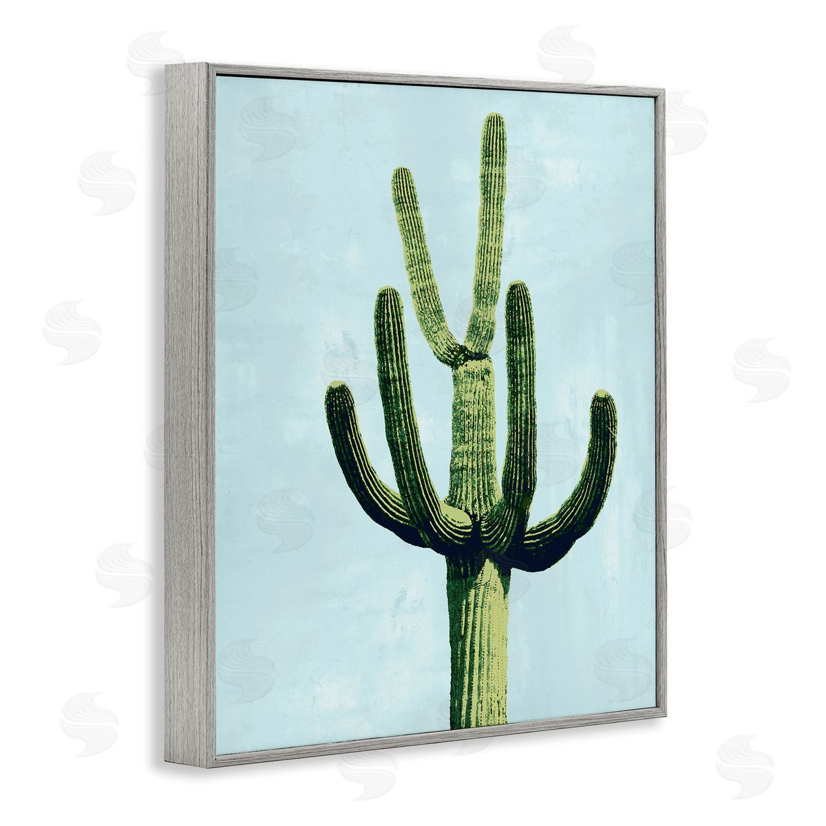 Mia Jensen Cactus Plant Arid Vegetation