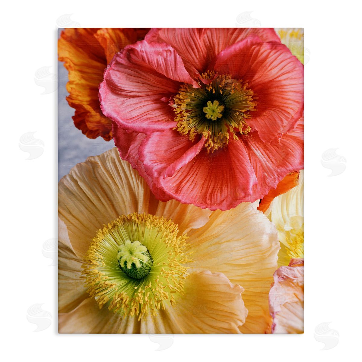 Carina Okula Detailed Poppy Flower Close Up