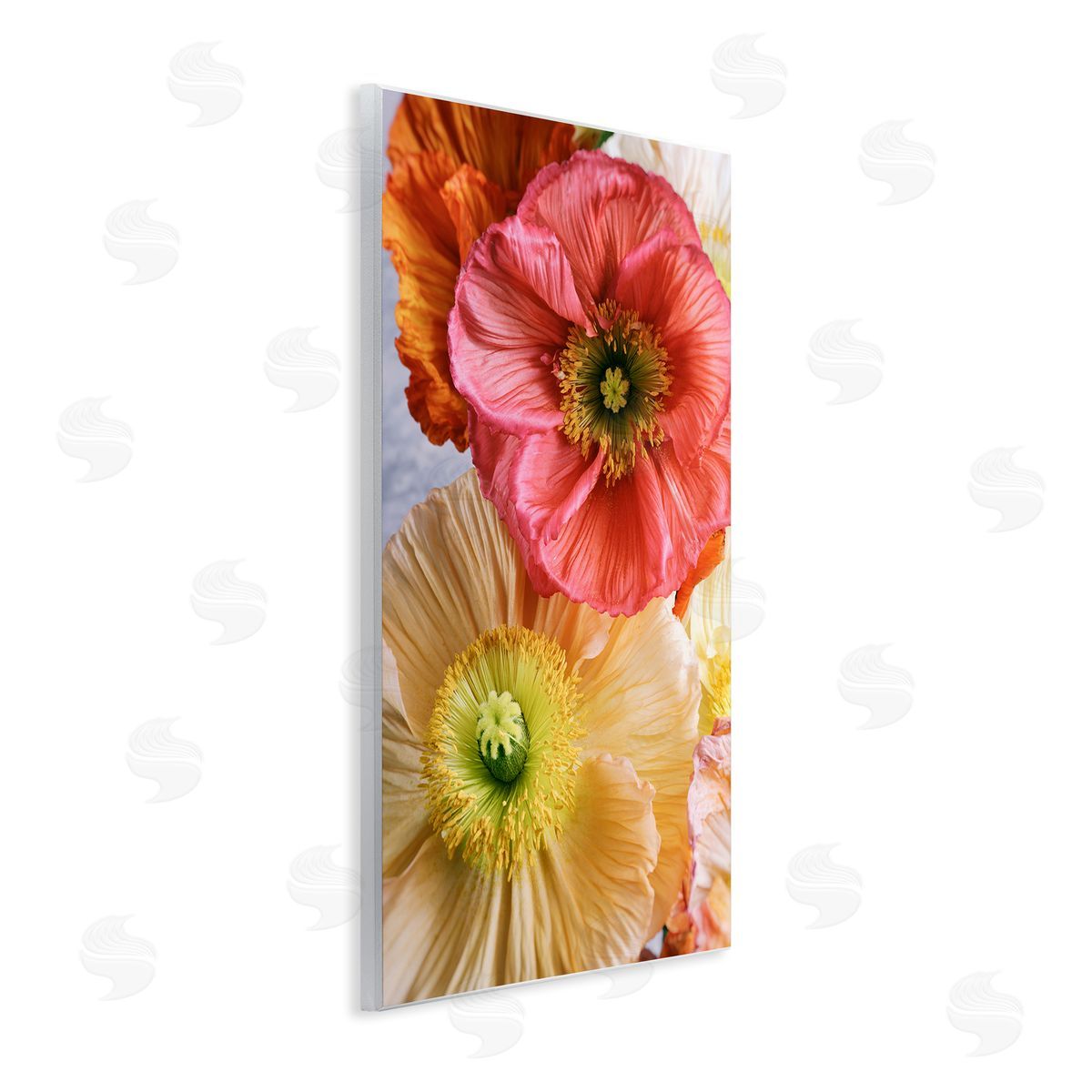 Carina Okula Detailed Poppy Flower Close Up