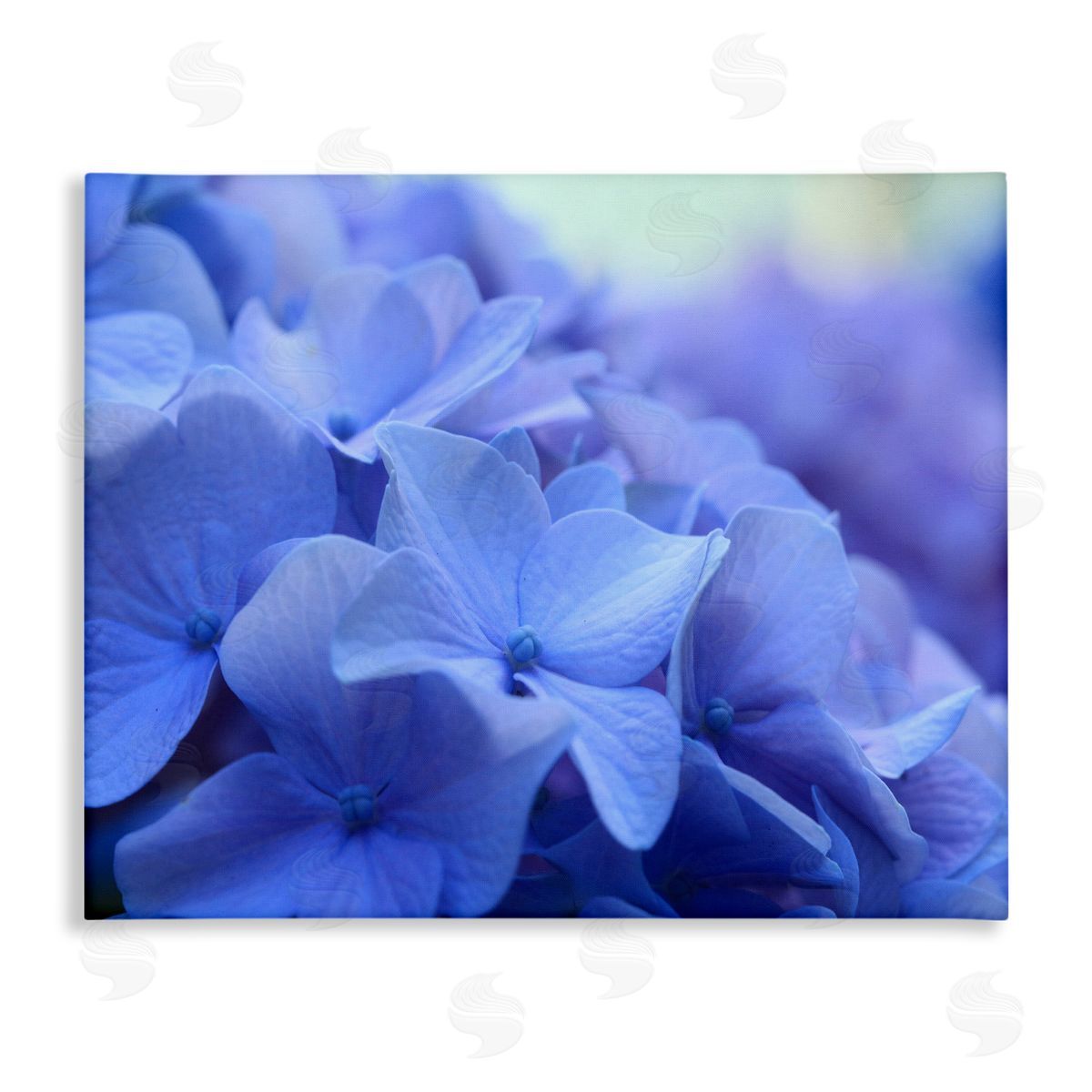 Stupell Studio Detailed Hydrangea Close Up Petals