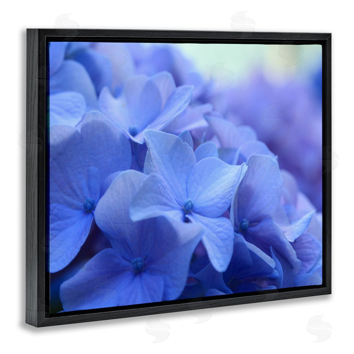 Stupell Studio Detailed Hydrangea Close Up Petals