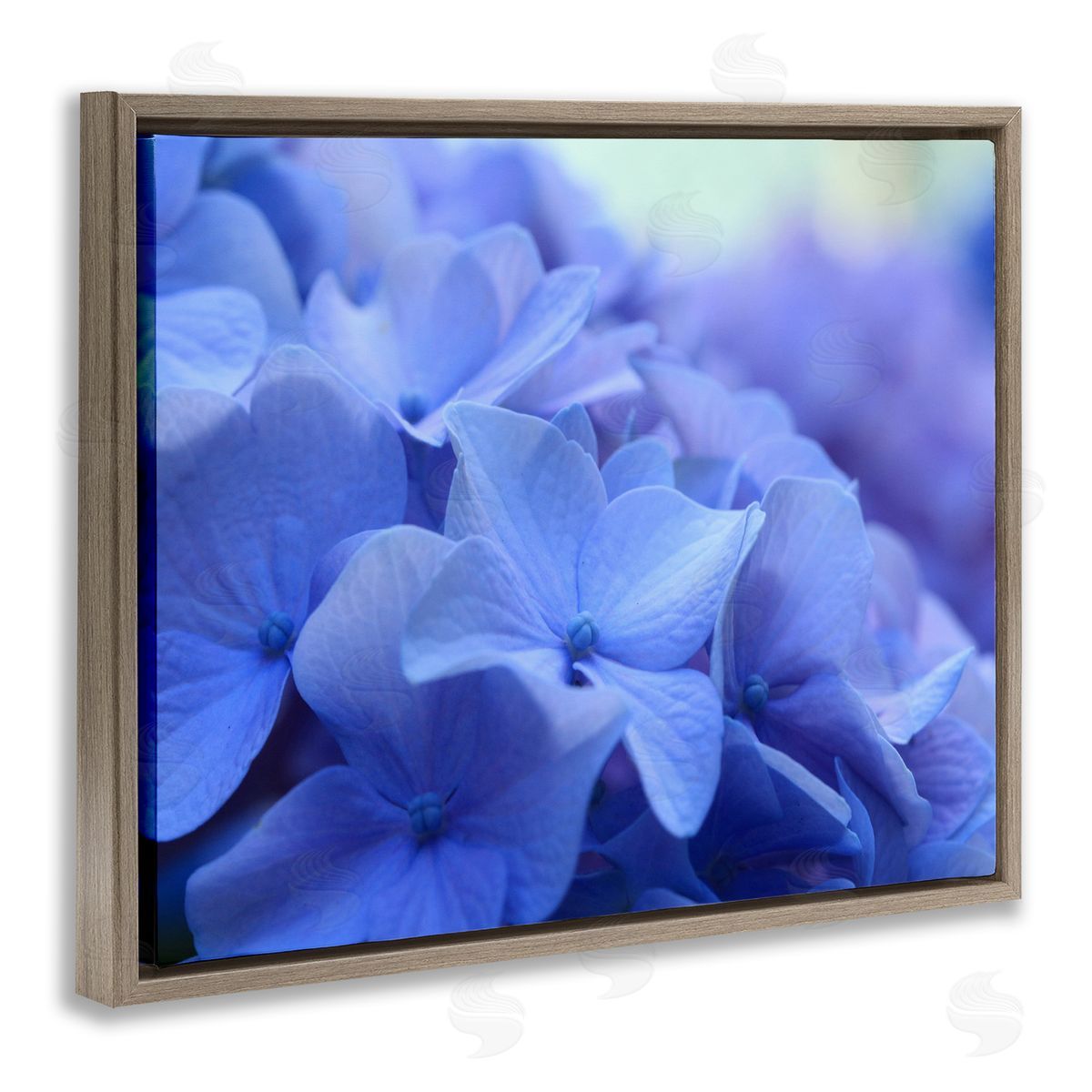 Stupell Studio Detailed Hydrangea Close Up Petals