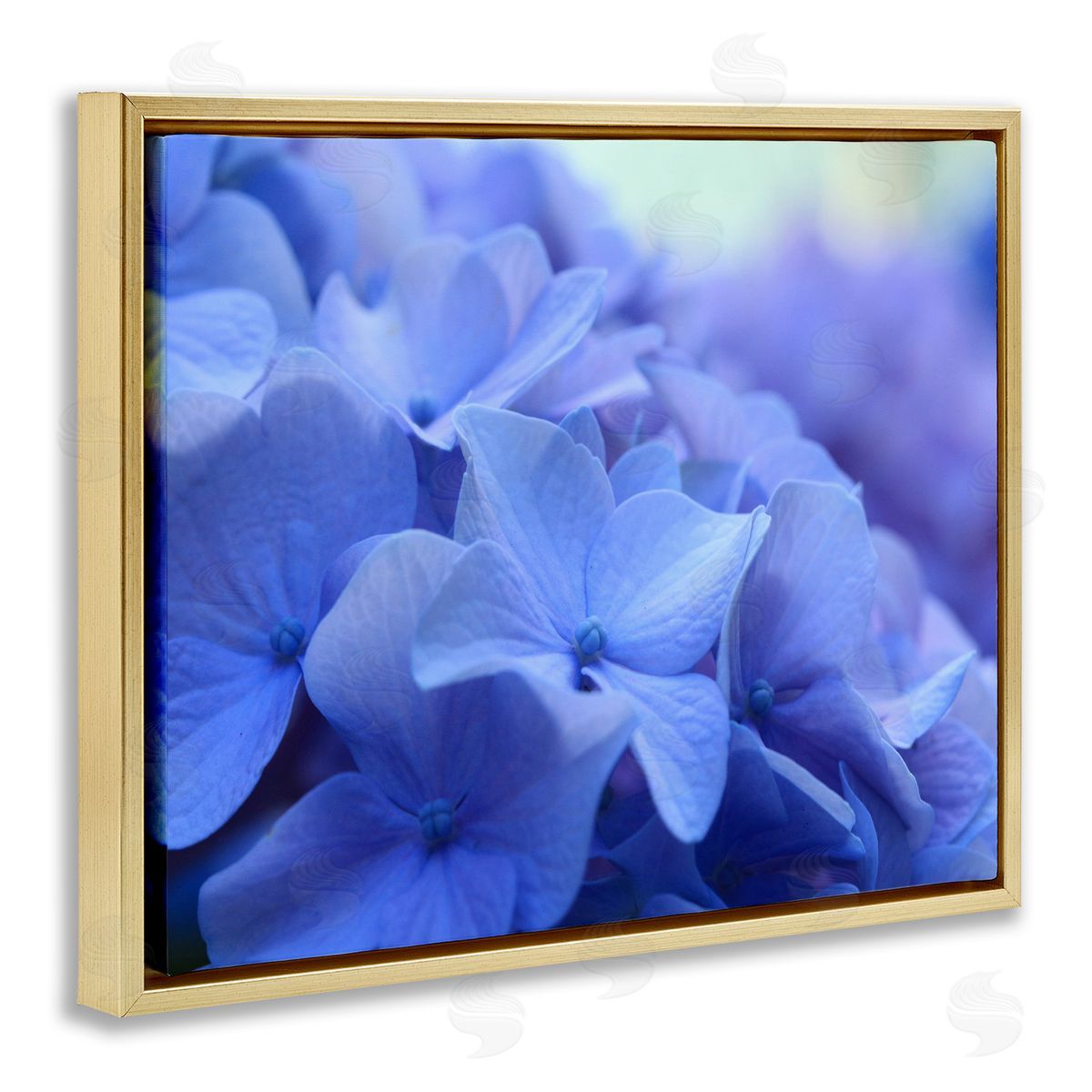 Stupell Studio Detailed Hydrangea Close Up Petals