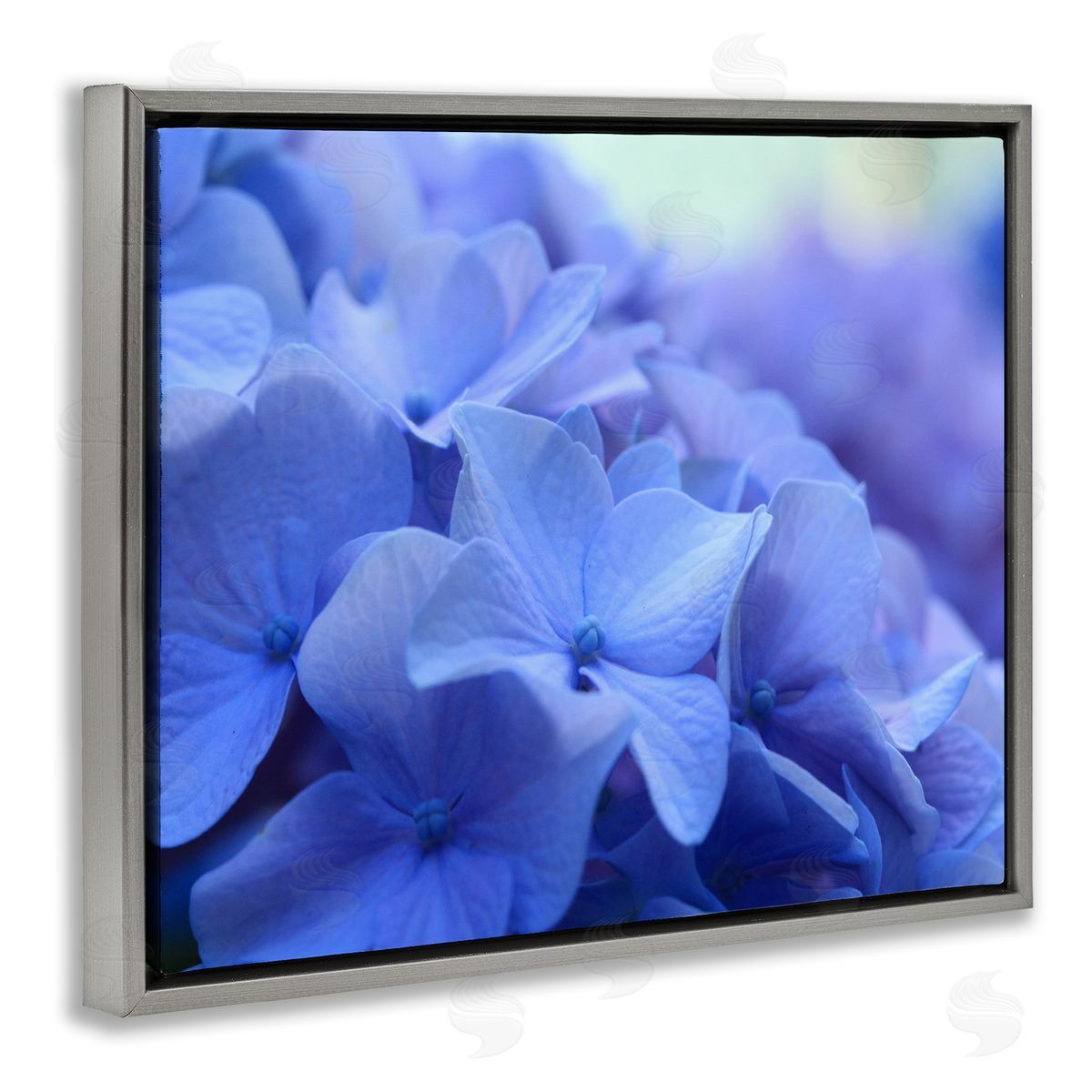 Stupell Studio Detailed Hydrangea Close Up Petals