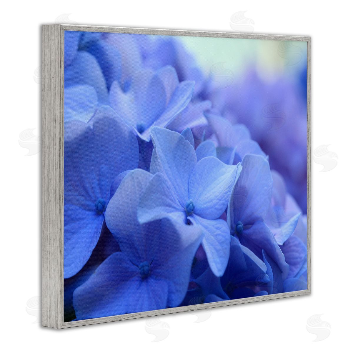 Stupell Studio Detailed Hydrangea Close Up Petals