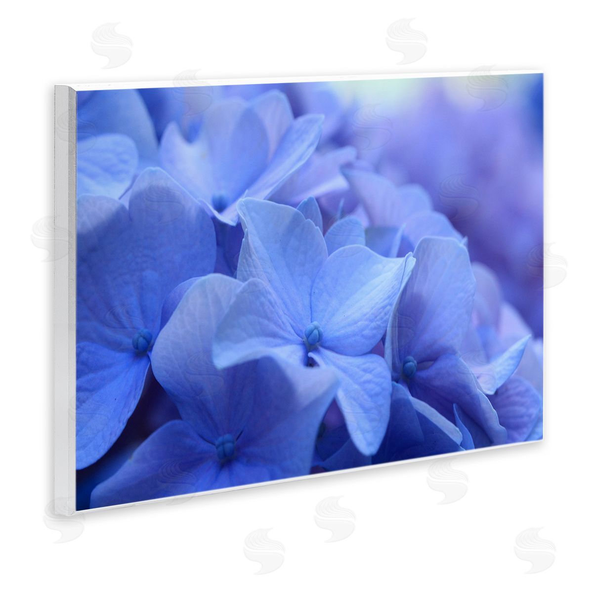 Stupell Studio Detailed Hydrangea Close Up Petals