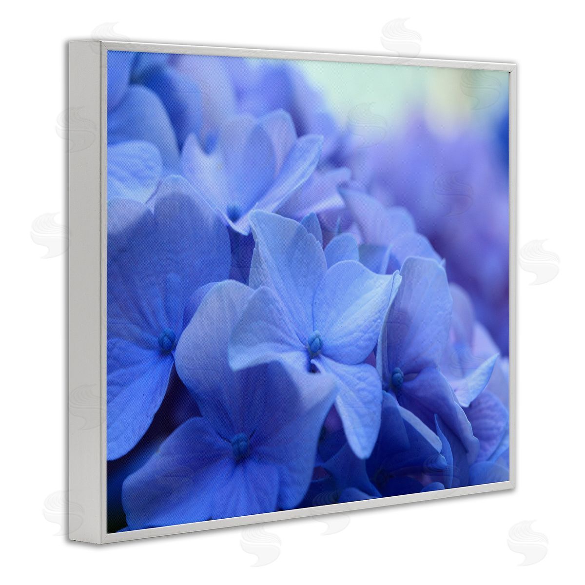 Stupell Studio Detailed Hydrangea Close Up Petals