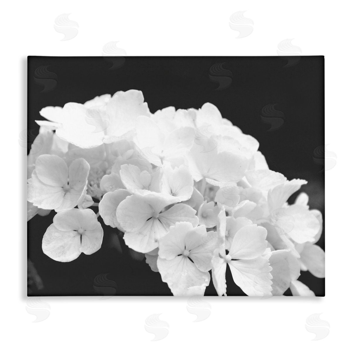 Stupell Studio Delicate White Hydrangea Petals
