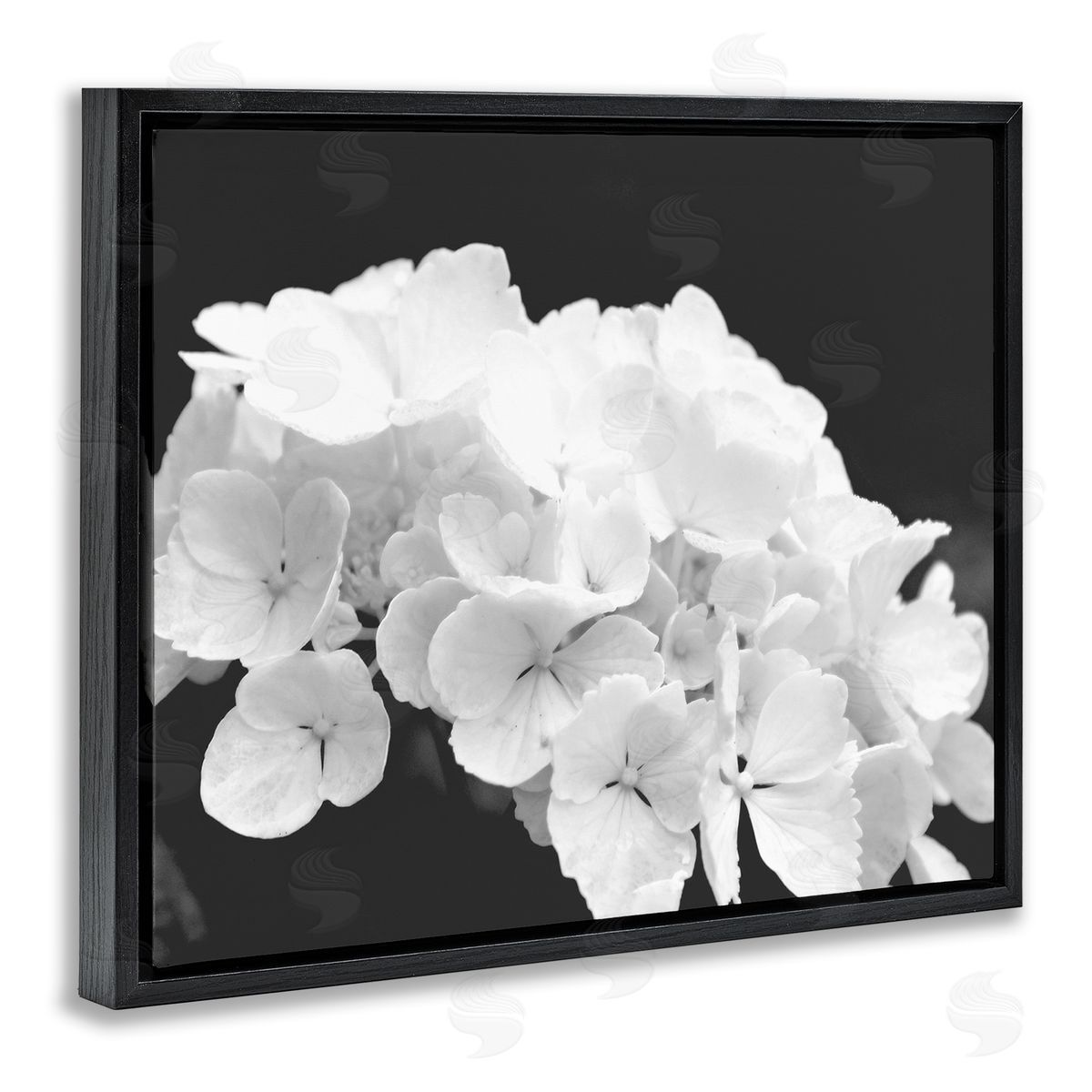 Stupell Studio Delicate White Hydrangea Petals