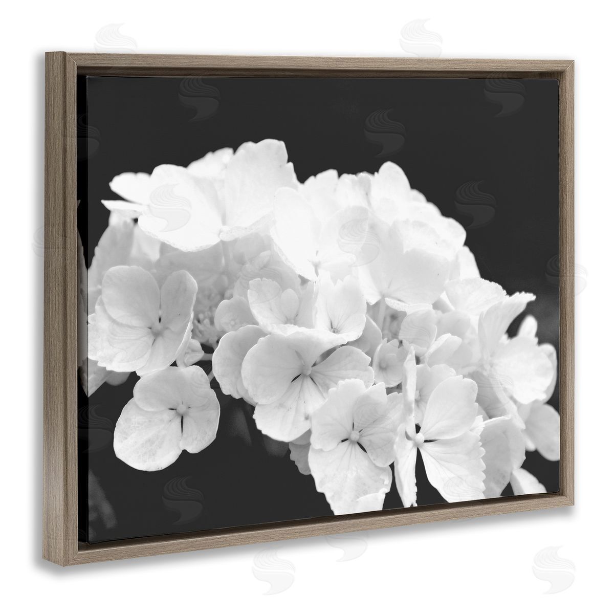 Stupell Studio Delicate White Hydrangea Petals