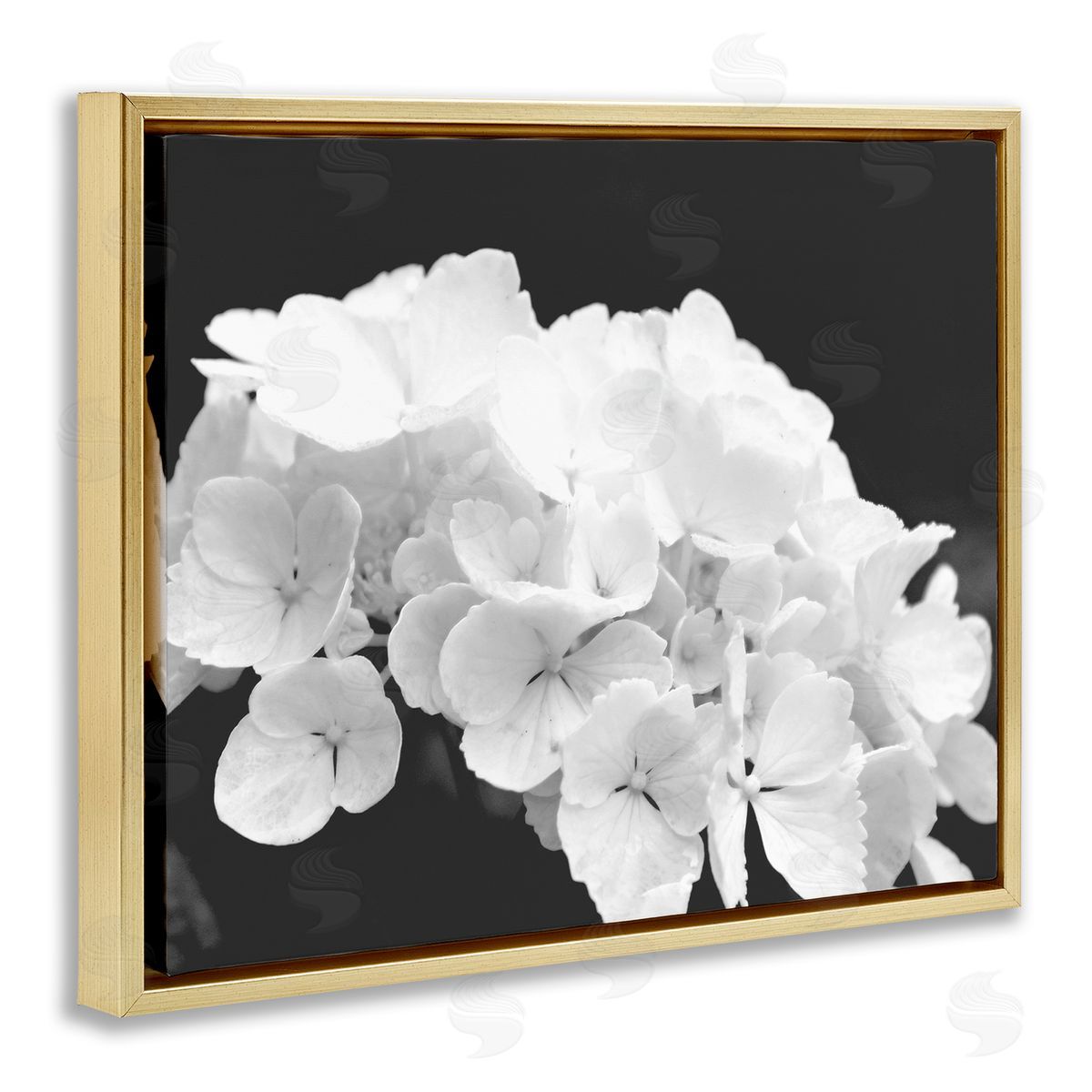 Stupell Studio Delicate White Hydrangea Petals