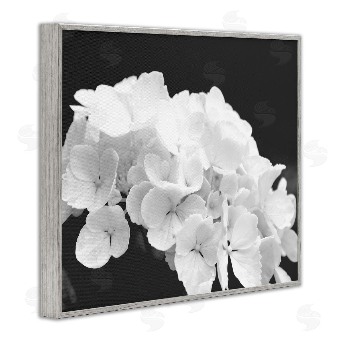 Stupell Studio Delicate White Hydrangea Petals