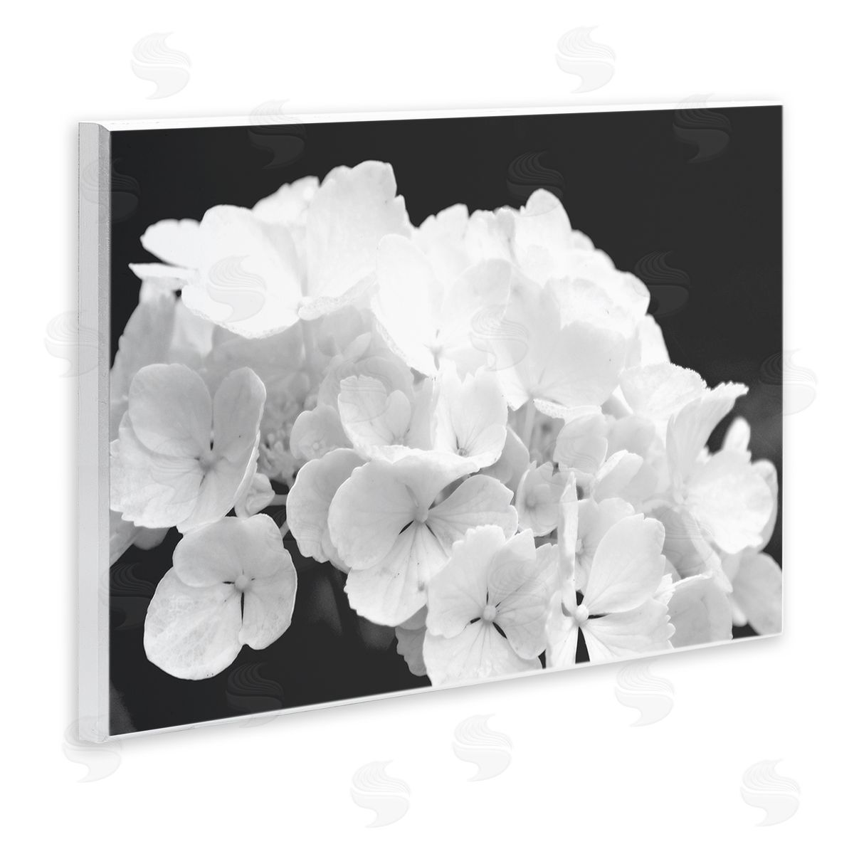 Stupell Studio Delicate White Hydrangea Petals