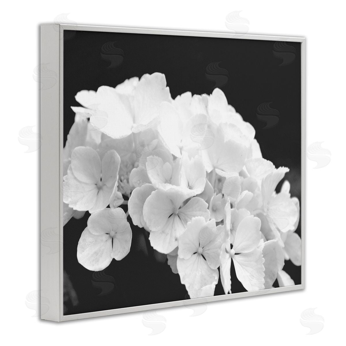 Stupell Studio Delicate White Hydrangea Petals
