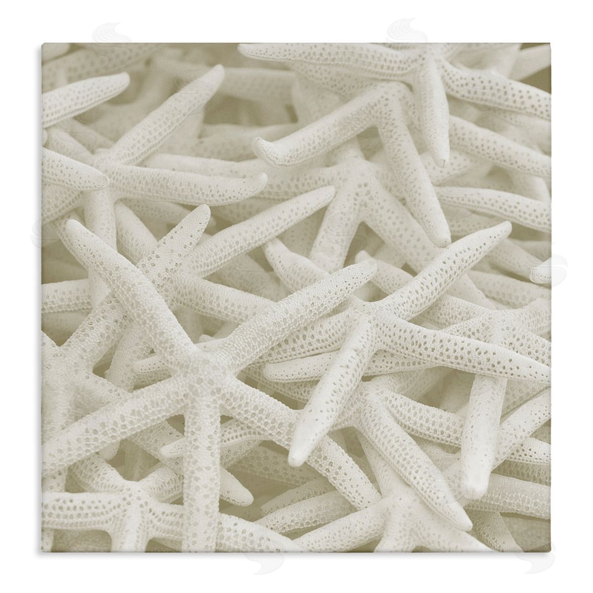 Nautical White Starfish Photography Canvas Wall Art, Home Decor by Stupell Studio