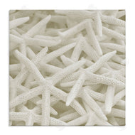 Stupell Studio | Nautical White Starfish Photography
