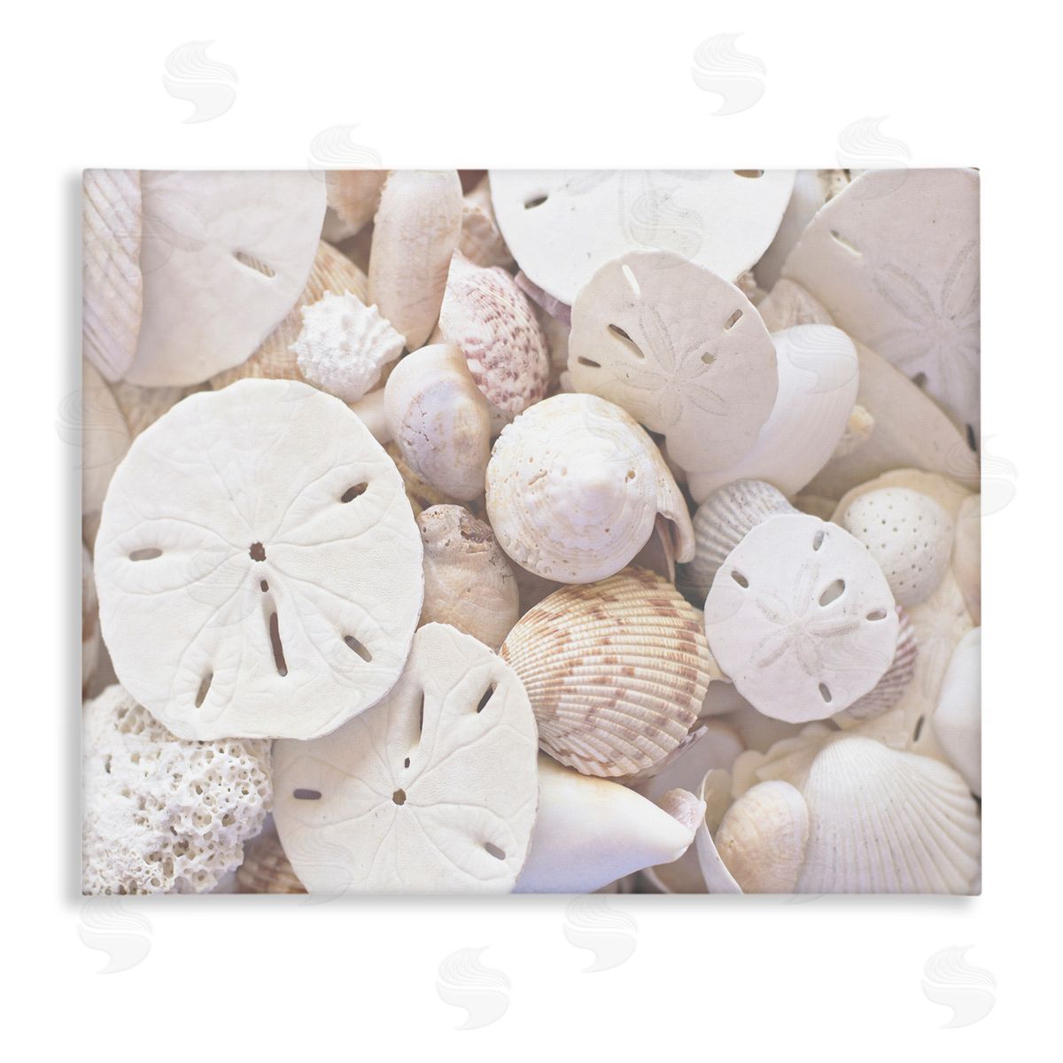 Stupell Studio White Mixed Sand Dollar Shells