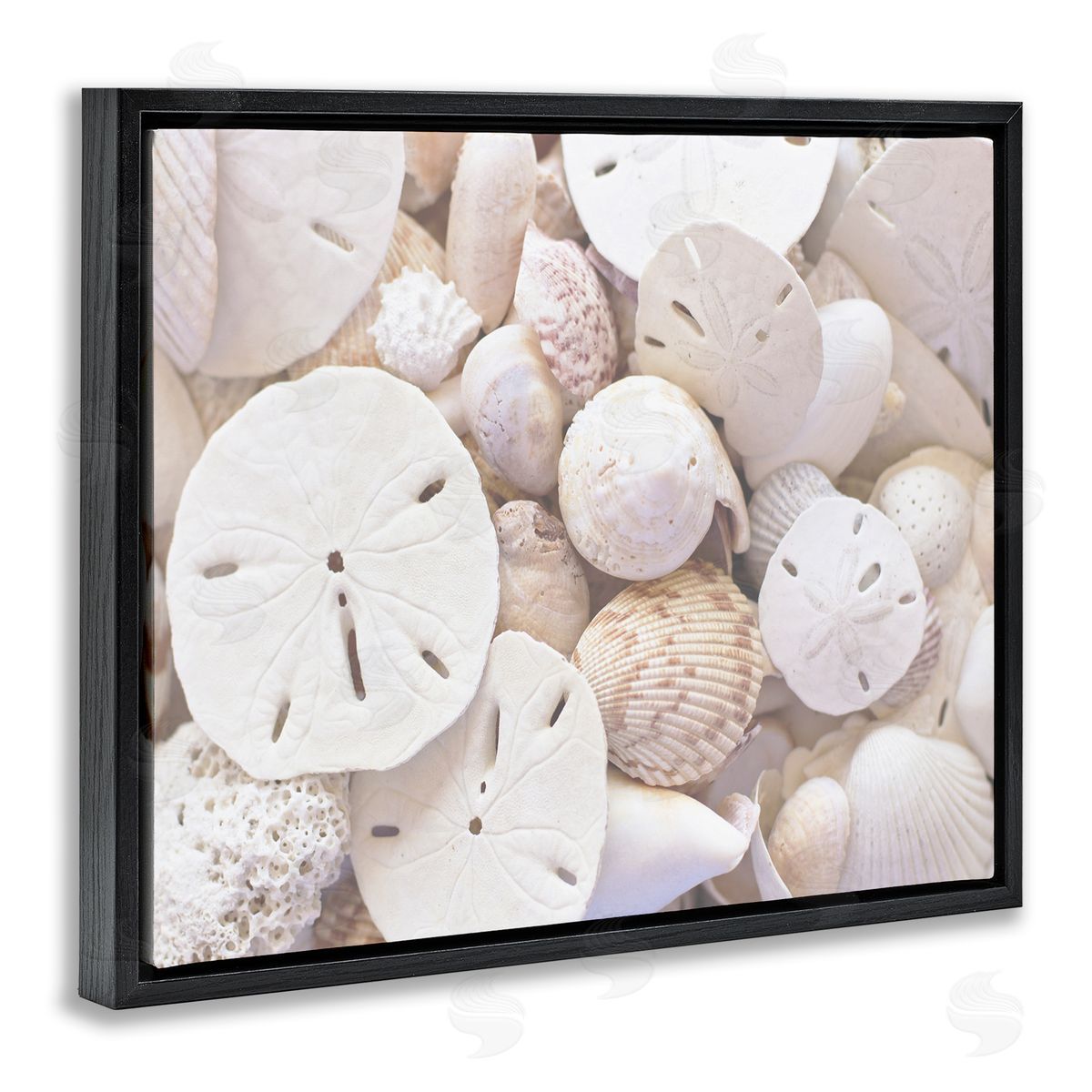 Stupell Studio White Mixed Sand Dollar Shells