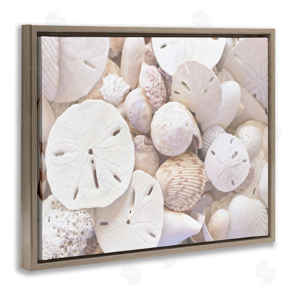 Stupell Studio White Mixed Sand Dollar Shells