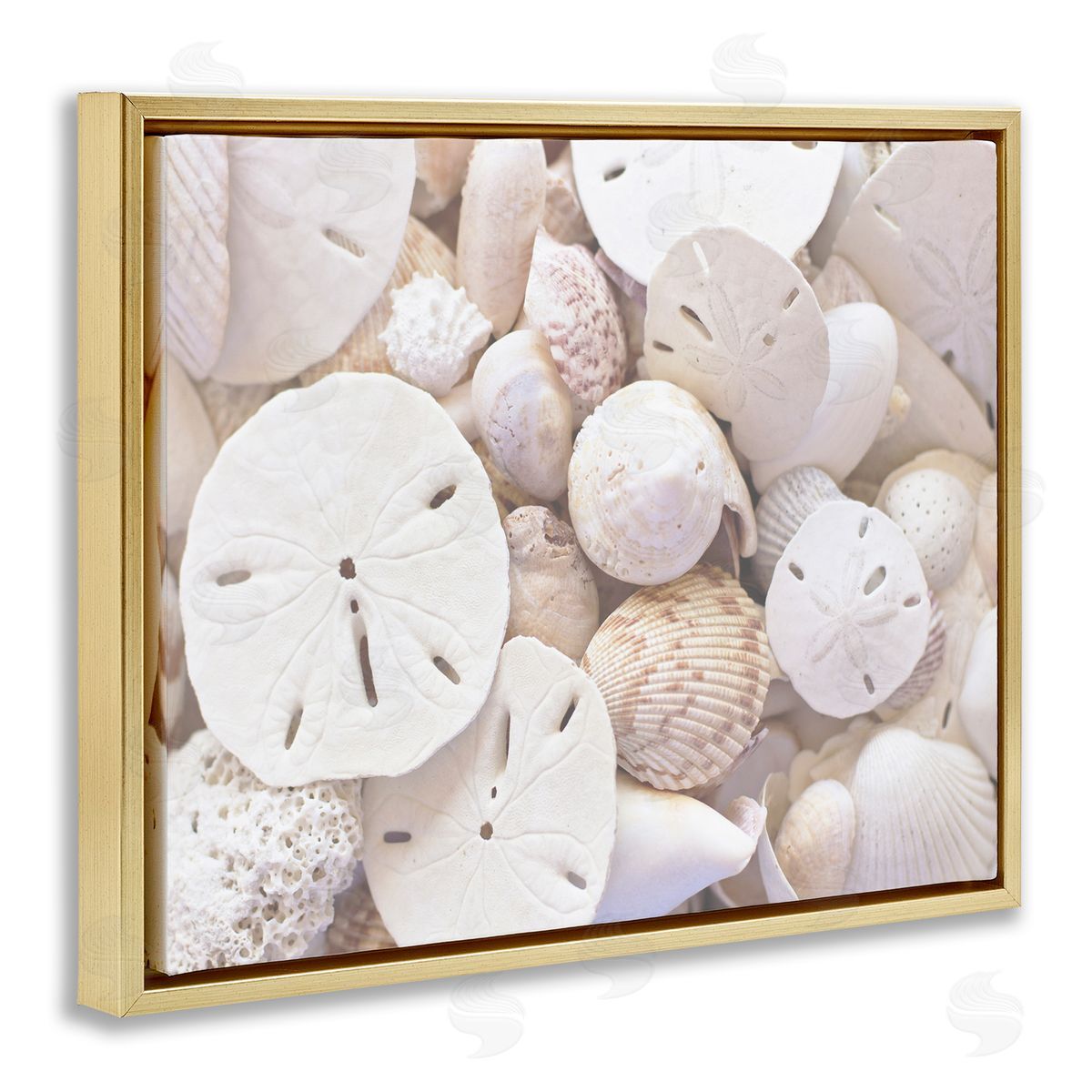 Stupell Studio White Mixed Sand Dollar Shells