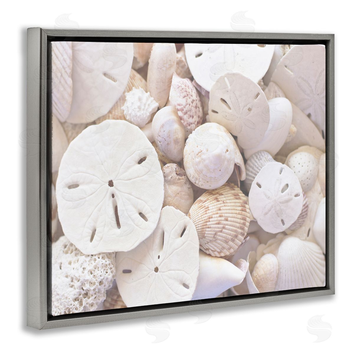 Stupell Studio White Mixed Sand Dollar Shells