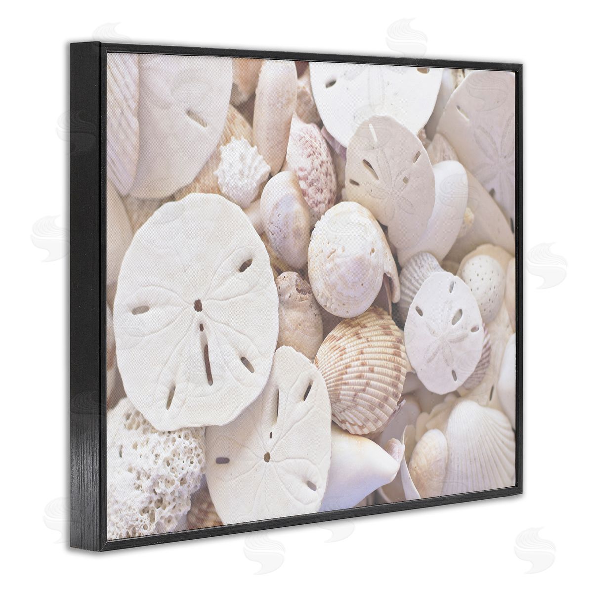 Stupell Studio White Mixed Sand Dollar Shells
