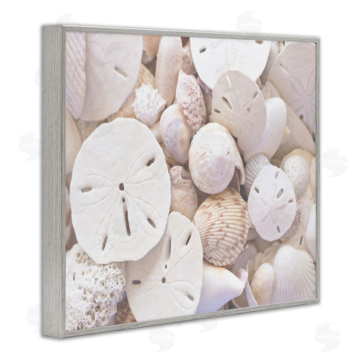 Stupell Studio White Mixed Sand Dollar Shells