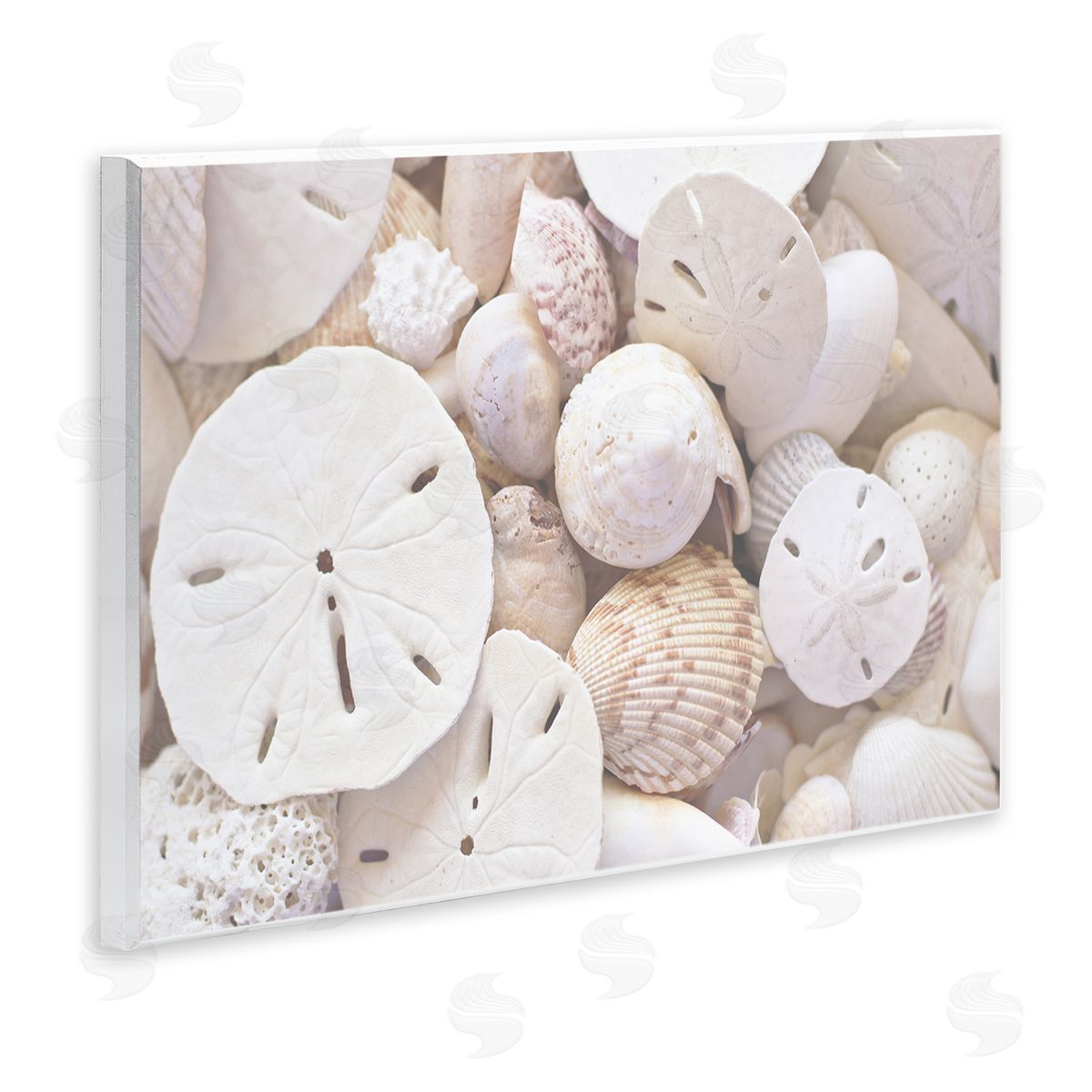 Stupell Studio White Mixed Sand Dollar Shells